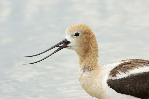 American Avocet Recurvirostra americana