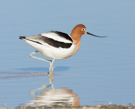 American Avocet Recurvirostra americana