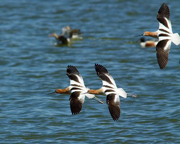 American Avocet Recurvirostra americana