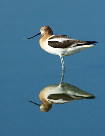 American Avocet Recurvirostra americana