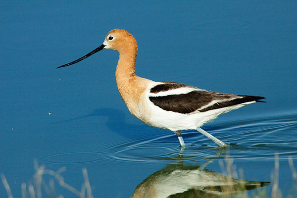 American Avocet Recurvirostra americana
