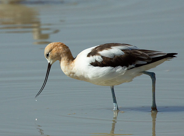 American Avocet Recurvirostra americana