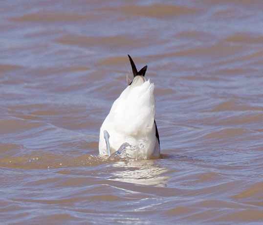 American Avocet Recurvirostra americana