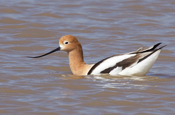 American Avocet Recurvirostra americana