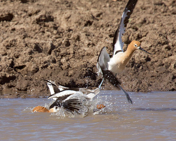 American Avocet Recurvirostra americana