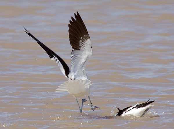 American Avocet Recurvirostra americana