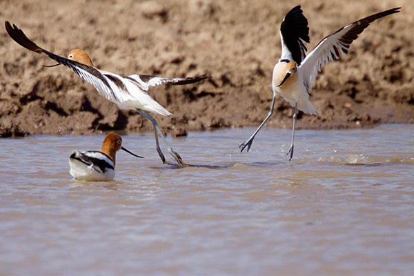 American Avocet Recurvirostra americana