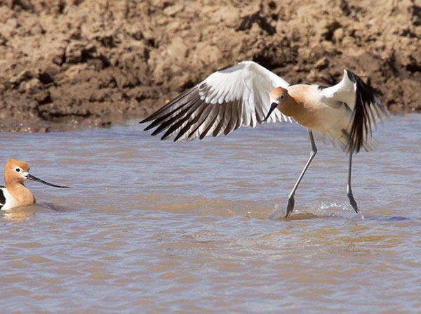 American Avocet Recurvirostra americana