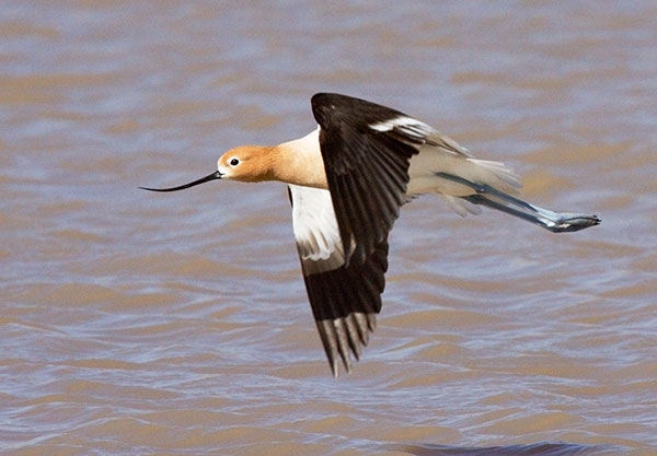 American Avocet Recurvirostra americana