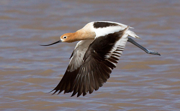 American Avocet Recurvirostra americana