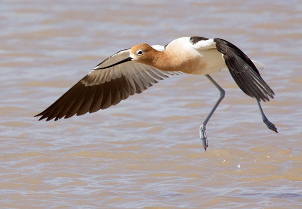 American Avocet Recurvirostra americana
