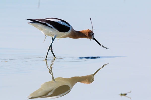 American Avocet Recurvirostra americana