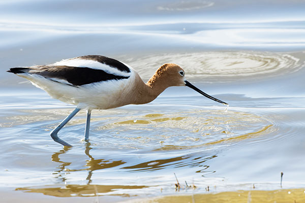 American Avocet Recurvirostra americana