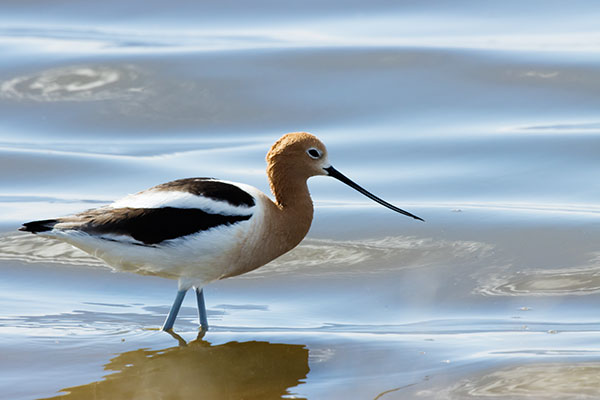 American Avocet Recurvirostra americana