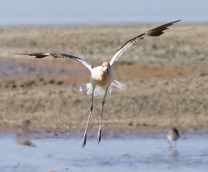 American Avocet Recurvirostra americana