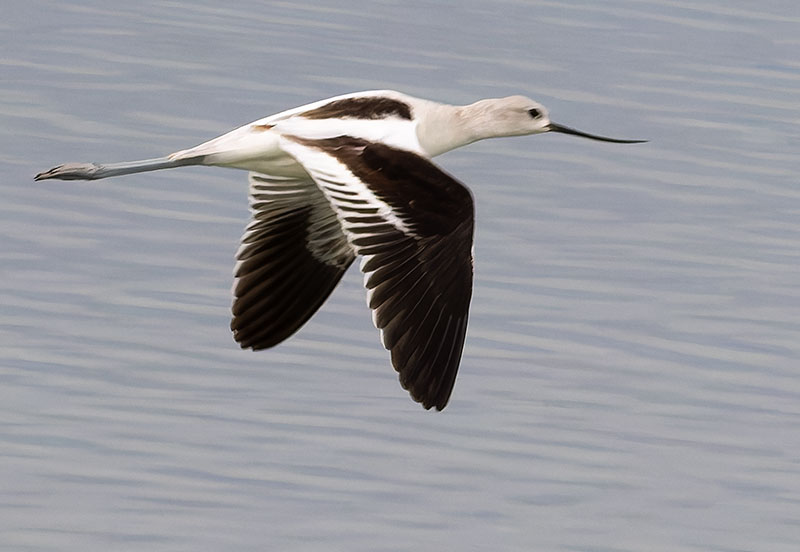 American Avocet Recurvirostra americana