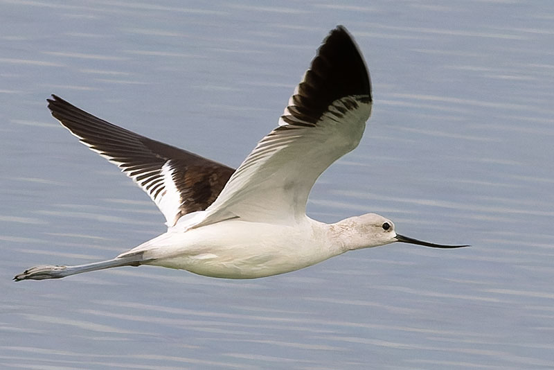 American Avocet Recurvirostra americana