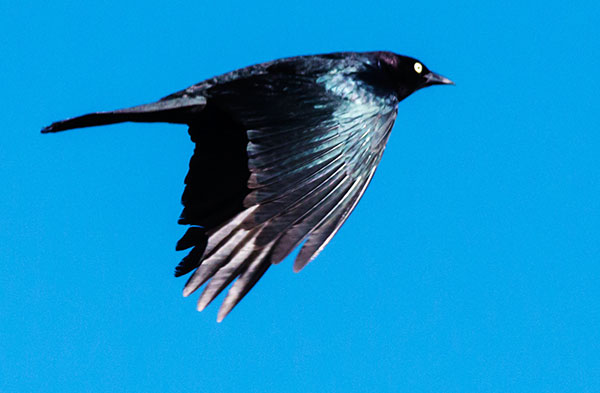 Brewer's Blackbird Euphagus cyanocephalus