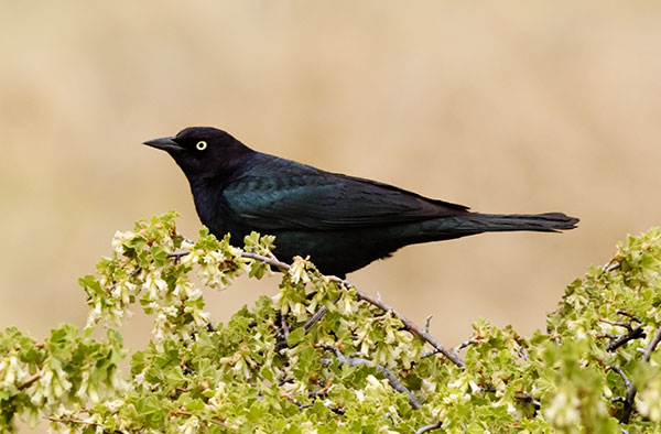 Brewer's Blackbird Euphagus cyanocephalus
