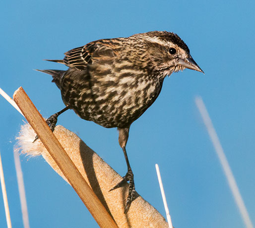 Red-winged Blackbird Agelaius phoeniceus