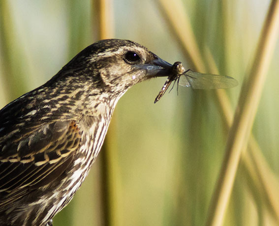 Red-winged Blackbird Agelaius phoeniceus