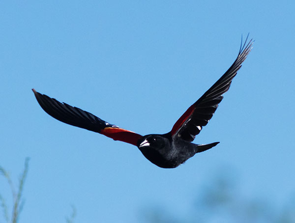 Red-winged Blackbird Agelaius phoeniceus