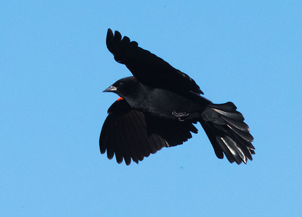 Red-winged Blackbird Agelaius phoeniceus