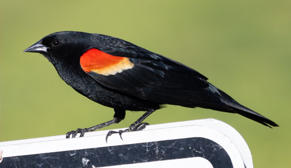 Red-winged Blackbird Agelaius phoeniceus