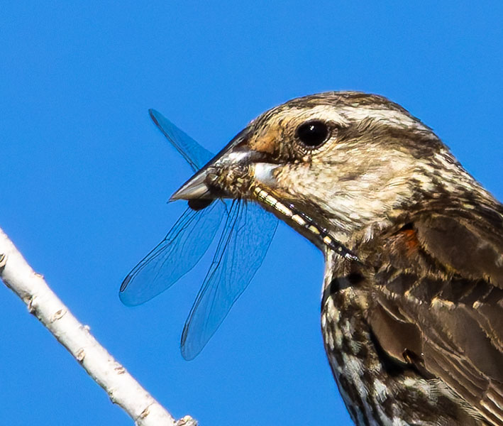 Red-winged Blackbird Agelaius phoeniceus