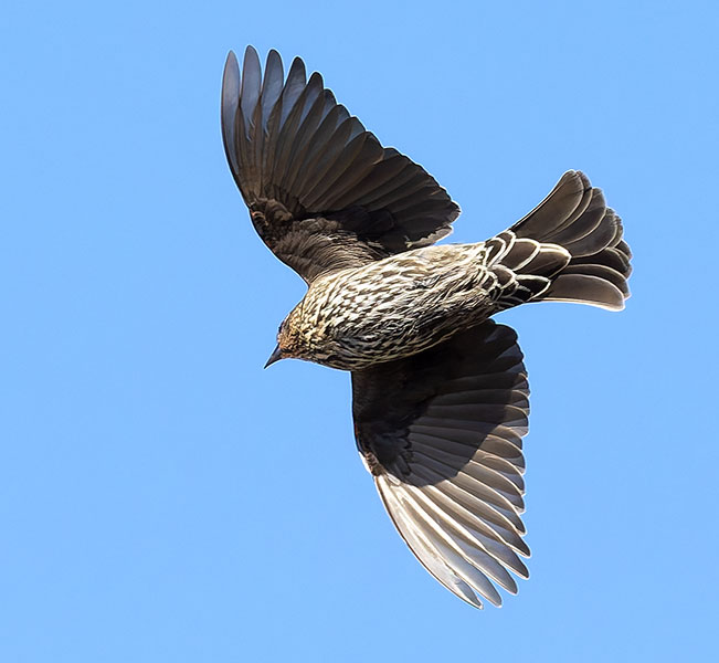 Red-winged Blackbird Agelaius phoeniceus