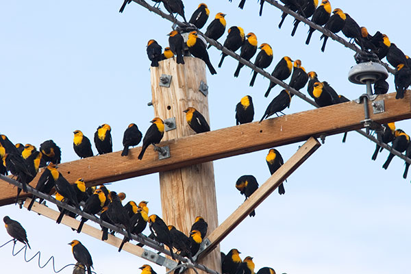 Yellow-headed Blackbird Xanthocephalus xanthocephalus 