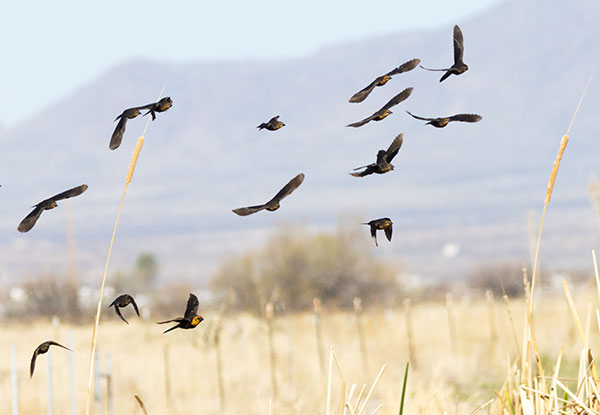 Yellow-headed Blackbird Xanthocephalus xanthocephalus 