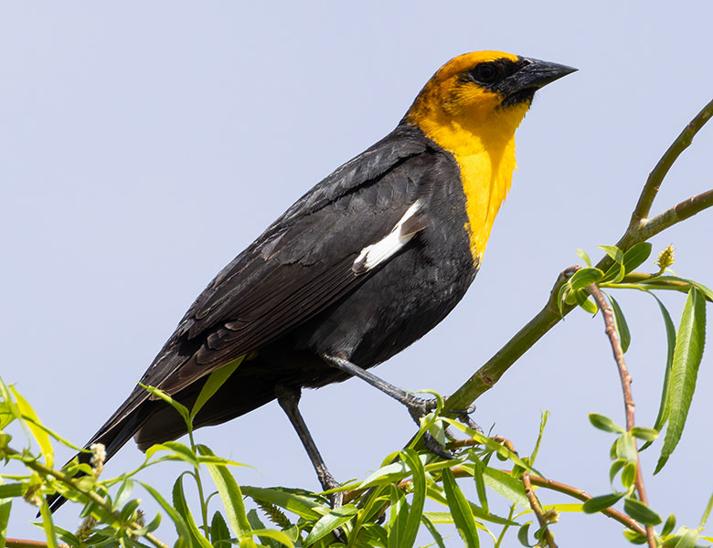 Yellow-headed Blackbird Xanthocephalus xanthocephalus 