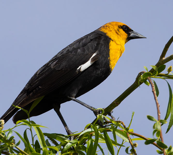 Yellow-headed Blackbird Xanthocephalus xanthocephalus 