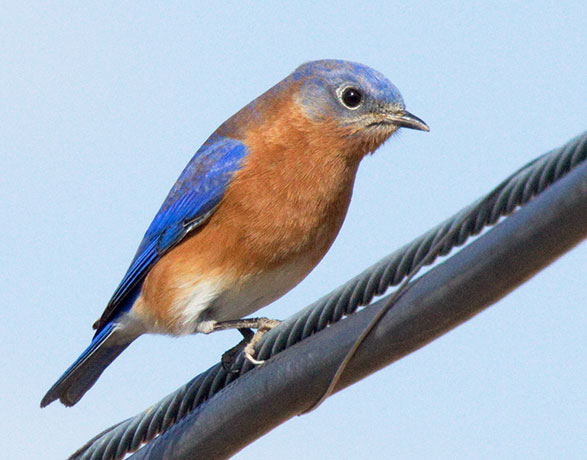 Eastern Bluebird Sialia sialis 