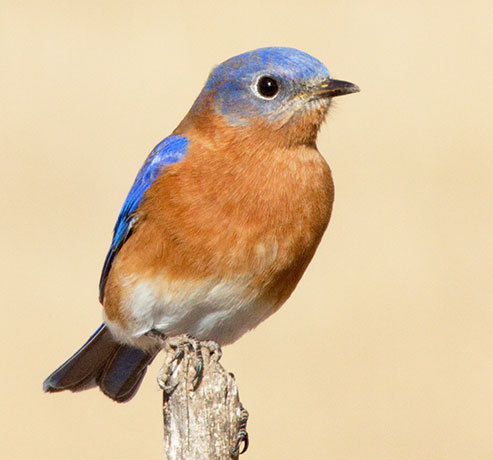 Eastern Bluebird Sialia sialis 