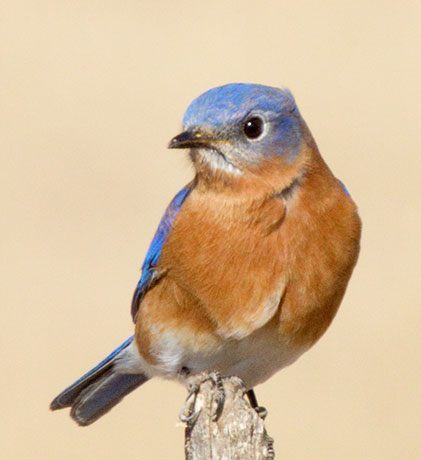 Eastern Bluebird Sialia sialis 
