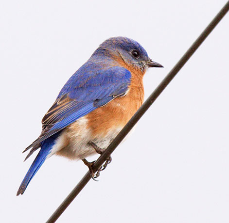 Eastern Bluebird Sialia sialis 