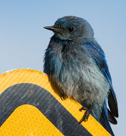 Mountain Bluebird Sialia currucoides 