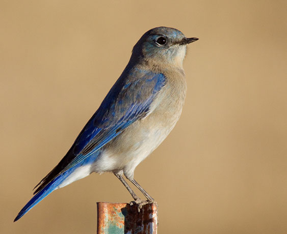 Mountain Bluebird Sialia currucoides 