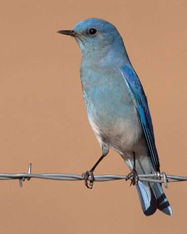 Mountain Bluebird Sialia currucoides 