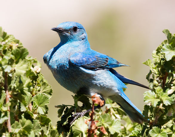 Mountain Bluebird Sialia currucoides 