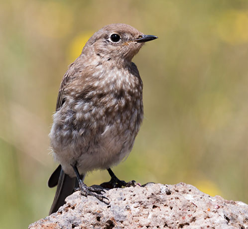 Mountain Bluebird Sialia currucoides 