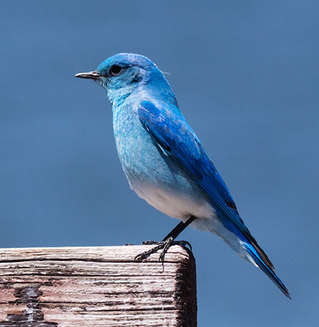 Mountain Bluebird Sialia currucoides 