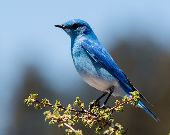 Mountain Bluebird Sialia currucoides 