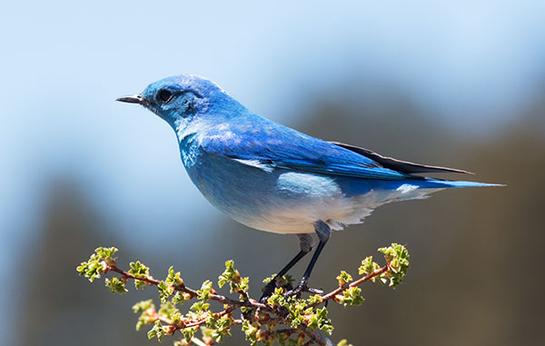 Mountain Bluebird Sialia currucoides 