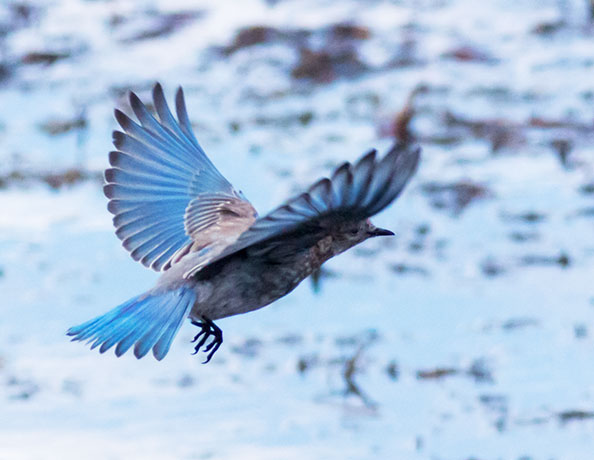 Mountain Bluebird Sialia currucoides 