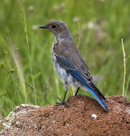 Mountain Bluebird Sialia currucoides 