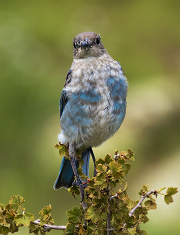Mountain Bluebird Sialia currucoides 