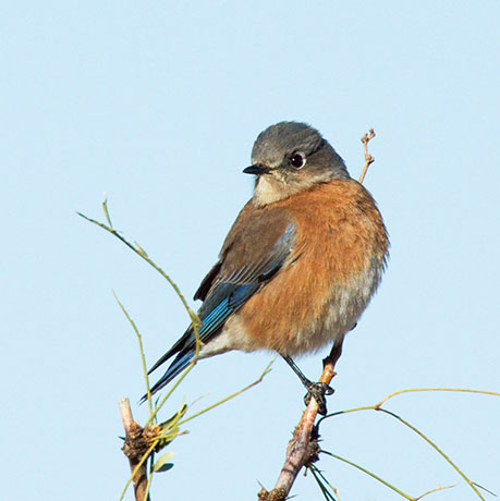 Western Bluebird Sialia mexicana 